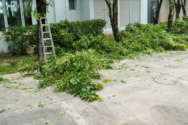 Best Tree Mulching  in New Paris, OH